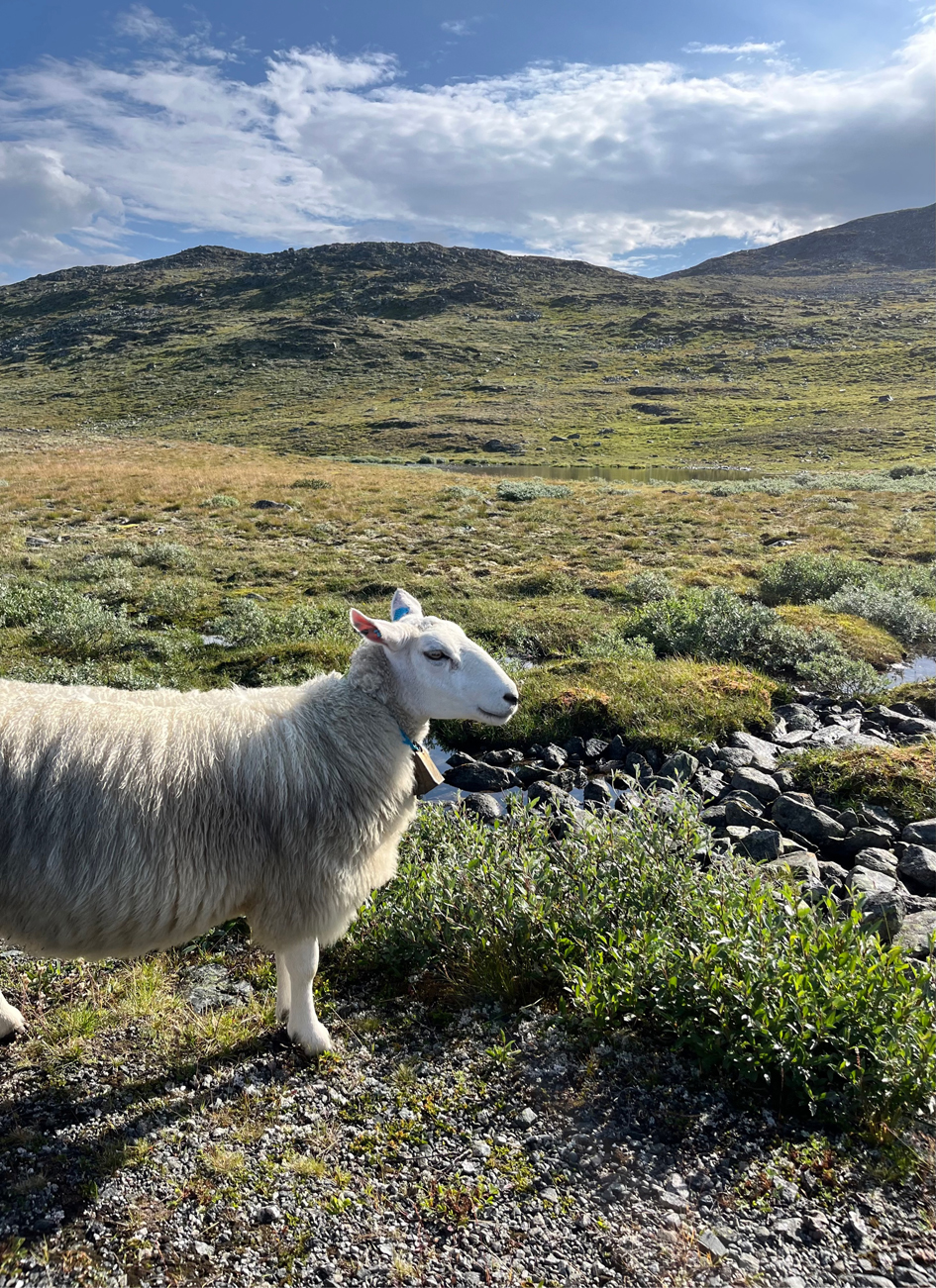 Roadtrip Tag 5 – Von Årdalsvangen nach Valldal (Sylte)